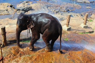 View of elephant drinking water