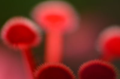 Close-up of red flower against blurred background