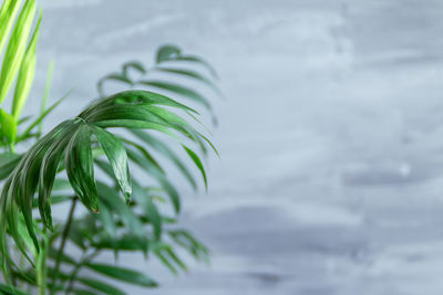 Close-up of raindrops on leaves