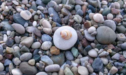 High angle view of shells on beach