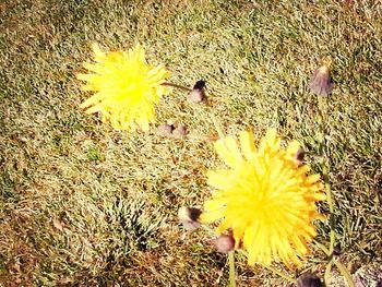 Close-up of yellow flower blooming in field