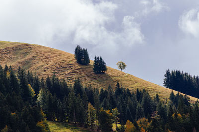 Panoramic view of pine trees against sky