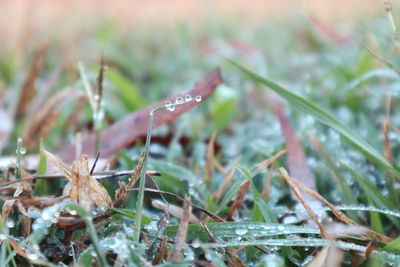 Close-up of wet plant during rainy season