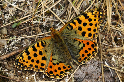 Close-up of butterfly