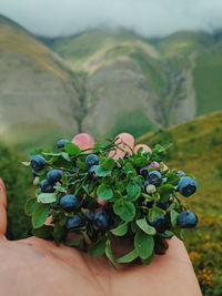 Close-up of hand holding plant