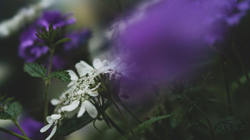 Close-up of purple flowering plant