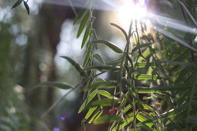 Close-up of plant