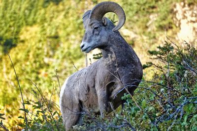Bighorn sheep standing on hill