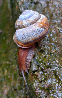 snail