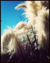 Plants against blue sky