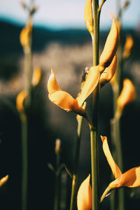 Close-up of flowering plant