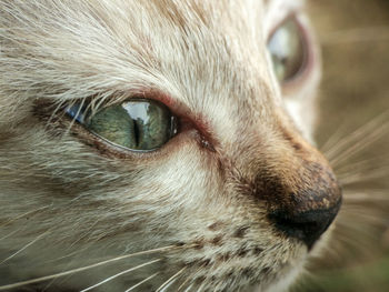 Close-up portrait of cat