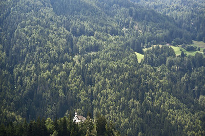 High angle view of pine trees in forest