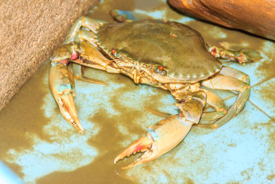 High angle view of crab