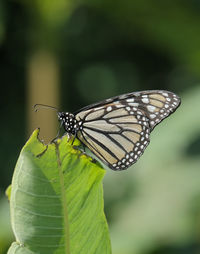 Close-up of butterfly on leaf