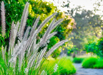 Close-up of green flowering plant