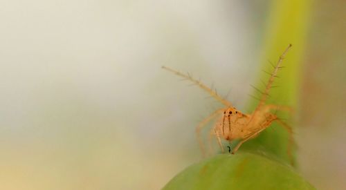 Close-up of insect