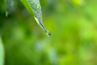 Close-up of water drops on plant