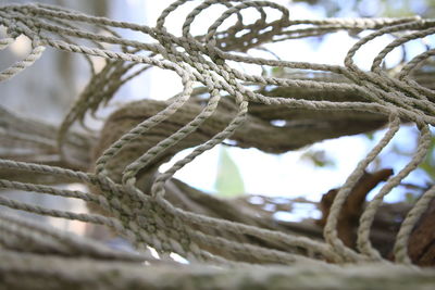 Close-up of frozen tree during winter