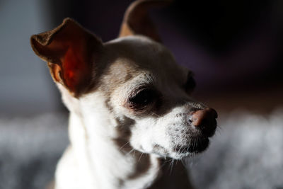 Close-up of chihuahua looking away