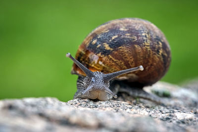 Close-up of snail on rock