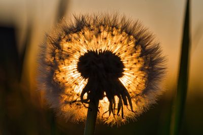 Close-up of dandelion on plant