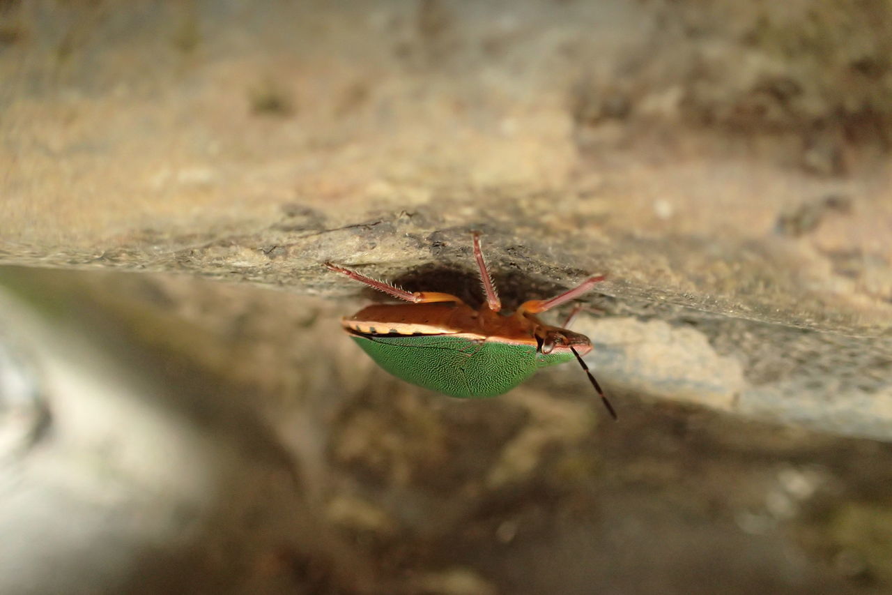 CLOSE-UP OF GRASSHOPPER
