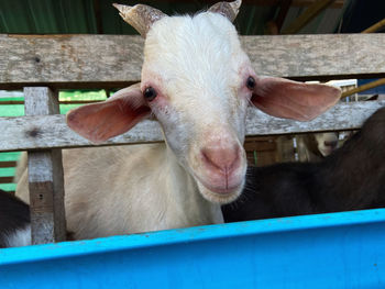 Close-up of goat in pen