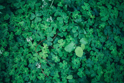 Full frame shot of plants