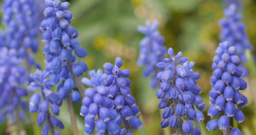 Close-up of purple flowering plants