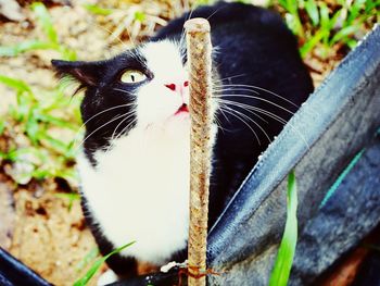 Close-up of cat perching on wood