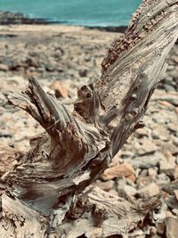 Close-up of driftwood on tree trunk