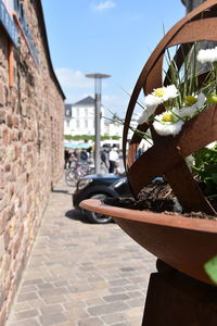 Close-up of potted plant against wall