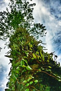 Low angle view of tree against sky