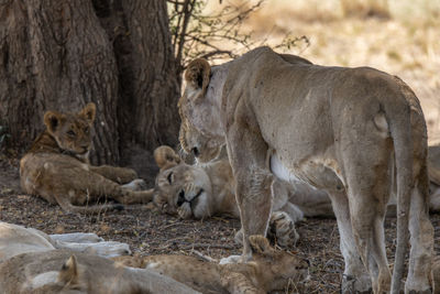 Lion family on field in forest