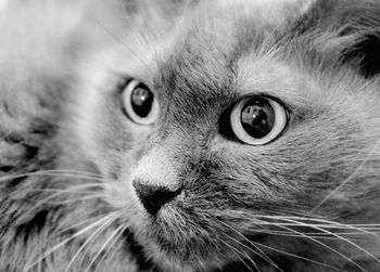 Close-up portrait of cat