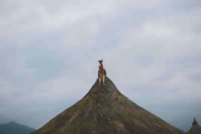 Cat on thatched roof against sky