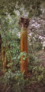 Plants and trees in grass