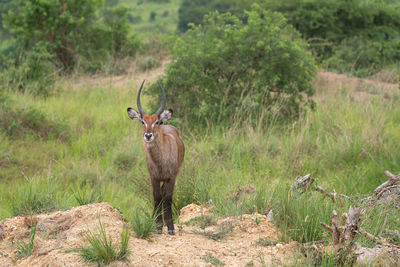 Defassa waterbuck, kobus defassa, murchison falls national park, uganda