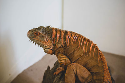 Close-up of a lizard on wall