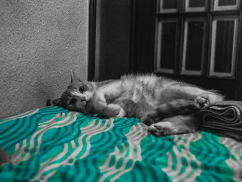 Cat sleeping on bed