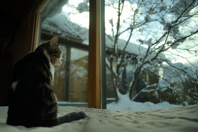 Cat sitting on bed at home