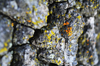 Close-up of moss on rock