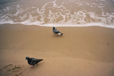 High angle view of bird on beach