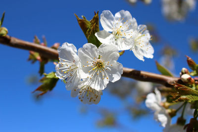 Close-up of cherry blossom