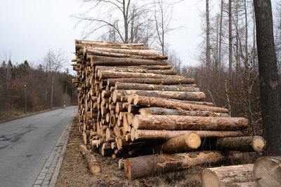 Stack of logs on road in forest