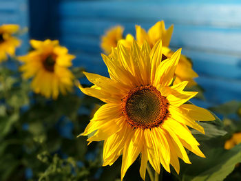 Close-up of yellow sunflower