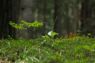 Close-up of fresh green plants in field