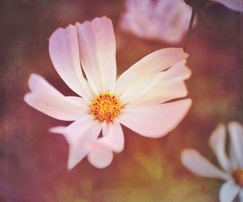 Close-up of daisy flower