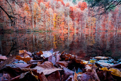 Autumn leaves on water in forest